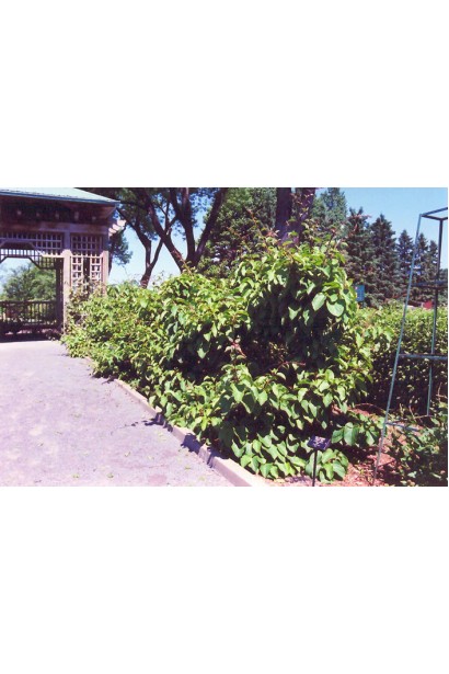 Актинідія Кенс Ред в контейнері